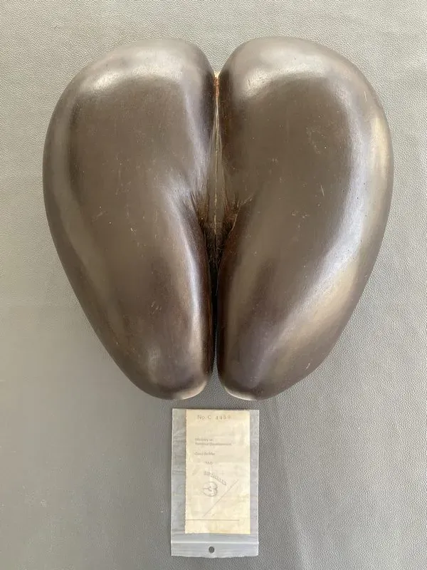 Objet d'art ancien à Cagnes-sur-Mer- Stephane Heitzmann